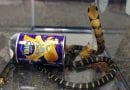 Man Sentenced to Federal Prison…Caught Smuggling Deadly King Cobra’s In Potato Chip Can into USA