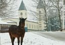 Horse Mysteriously Shows Up at St. James Church in Snowy Medjugorje…Praying for Horse Lover Wayne Weibel?