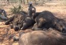 (Disturbing Images) 90 Elephants Found Dead “I’m shocked, I’m completely astounded. The scale of elephant poaching is by far the largest I’ve seen or read about anywhere in Africa to date,”
