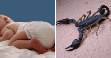 Miracle: The child is bitten by a scorpion seven times…”We were convinced that our baby, Maria Sofia, would die.”