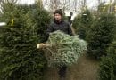 Why Christmas Tree Prices Are So High This Year