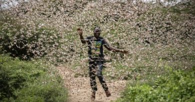 Biblical Signs: A Plague Of Billions Of Locusts Threatens To Create Horrific End-Times Famine Across Africa… Locusts are eating everything in sight…