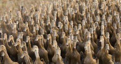 Biblical Signs: Army of 100,000 Chinese ducks to battle locust plague along border. “Biological weapons” – “One duck is able to eat more than 200 locusts a day,” Plagues and pestilence.