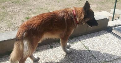 Pisa, Italy –  Stella, the dog runs away from home searching for hospitalized owner with Covid-19…Pray for the owner who did not make it.