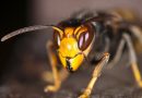Spain on Alert as Giant Asian Hornets Kill their First Victim. If not contained may cause permanent damage to USA ecosystems.