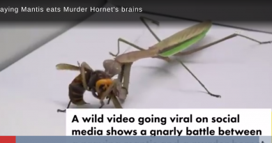 Murder hornet takes on “praying” mantis in epic grudge match of the century…