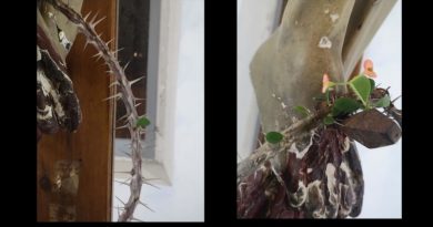 Miraculous Signs of Hope: Flower blossoms from dry crown of thorns resting on a crucifix in Italy.