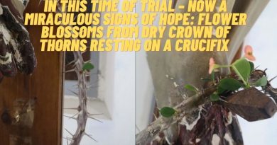 NOW A MIRACULOUS SIGNS OF HOPE: FLOWER BLOSSOMS FROM DRY CROWN OF THORNS RESTING ON A CRUCIFIX