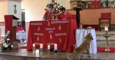 Dog Steals Host ( Bread) from Church